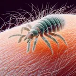 Piolho observado de perto